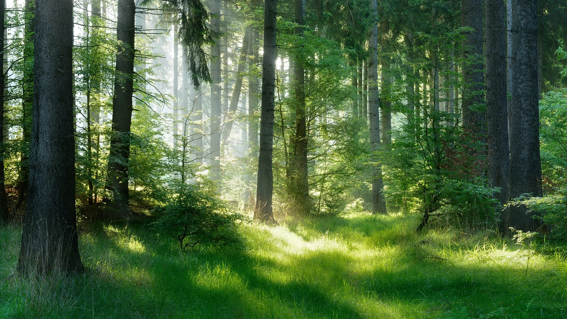 green-nature-carbon-turnaround-slider